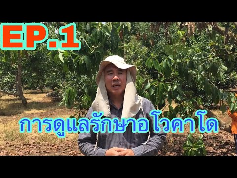 แรงคืนนอนไม่หลับ สมุนไพรบางเพิ่มความแข็งแรงชาย