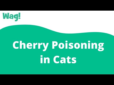 Cherry Poisoning in Cats | Wag!