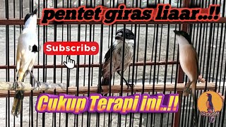 Download lagu Young Cendet Pentet in the Giras Forest..Tips and Care #PART 2 mp3 Download lagu Young Cendet Pentet in the Giras Forest..Tips and Care #PART 2 mp3
