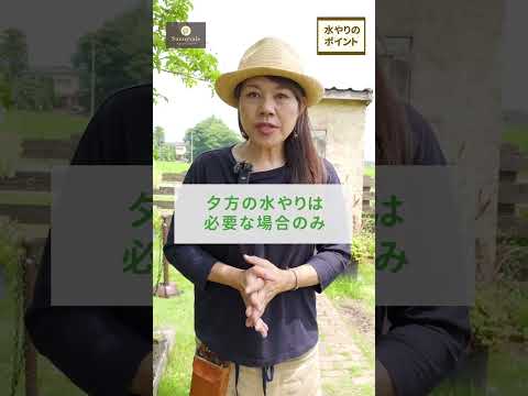 熱波の間、どの植物に優先的に水をやる必要がありますか?遅滞なく甘やかす種に焦点を当ててください！  庭園