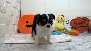 チワワ(ロング)の動画01