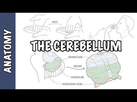 Anatomie clinique du cervelet - Syndrome cérébelleux