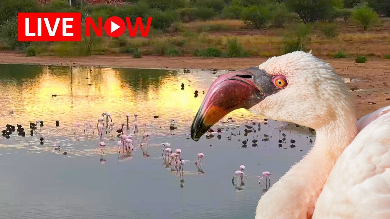 Live webcam view of Kamfers Dam Flamingo Cam