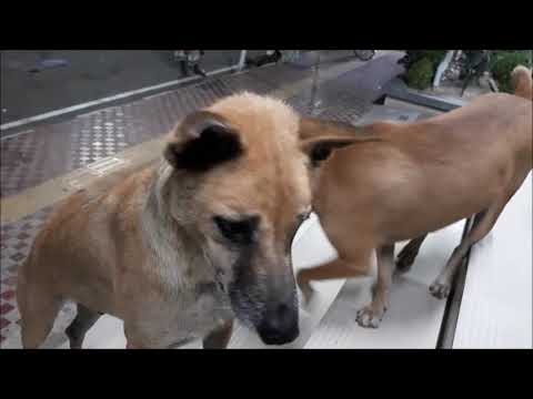 Street + stray dogs + Uttara