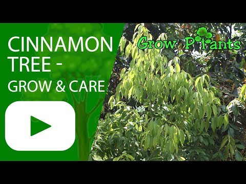 download lagu mp3 mp4 Cinnamon Tree For Sale South Africa, download lagu Cinnamon Tree For Sale South Africa gratis, unduh video klip Cinnamon Tree For Sale South Africa