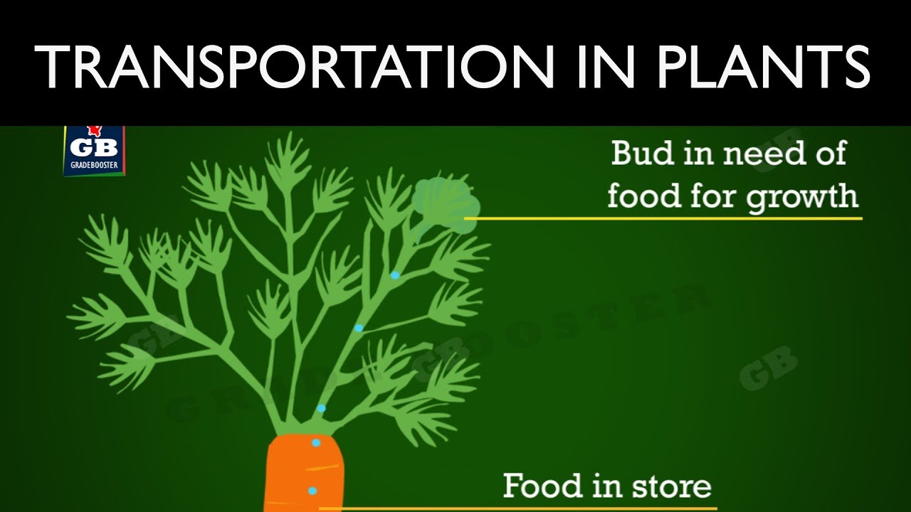#Transportation in plants : Life processes : 10th Biology : CBSE : ncert class 10 : X Science