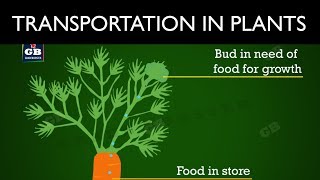 #Transportation in plants : Life processes : 10th Biology : CBSE : ncert class 10 : X Science
