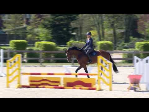 Die Verbandshengste im Training - Keaton