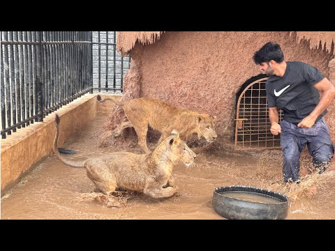 Lions K Ghr Main Pani jama Hogea|| Lara Or Liger Ki Garmi Khtm😍