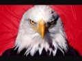 Eagle Sound Effect