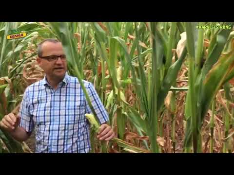 DEKALB Erfahrungsbericht DKC 3450  (Eckhard Holzhausen) - 2018