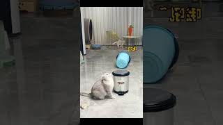 Download lagu Vidio lucu, Kungfu Kucing lucu 😂😂😂 mp3