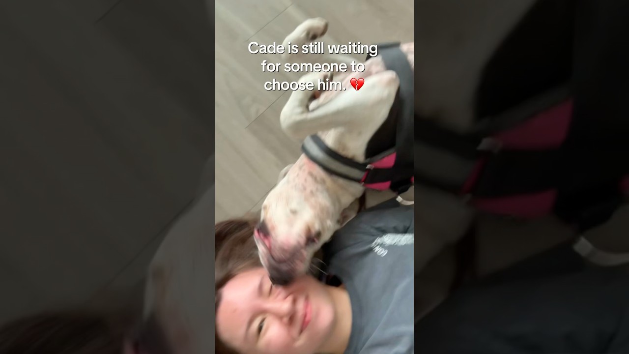 Cade, an adoptable mixed breed in Huntley, IL video 2/6