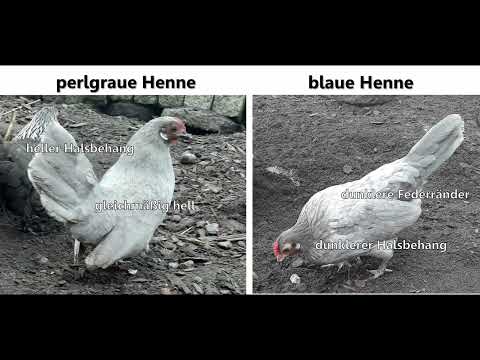 Blaue Hühner: So kann man sie züchten!