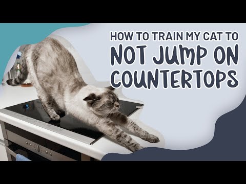 How To Train My Cat To Not Jump On Countertops