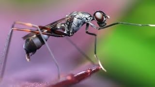 12 Animals That Could Rule The World