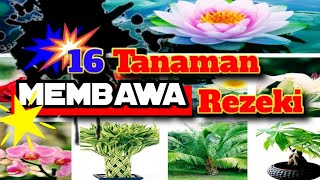 Download lagu 16 Jenis Tanaman Hiasan Membawa Rezeki | Hoki | Lucky Flower - jmorris mp3