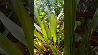 Download lagu Maaf live harus terputus. 💔 yang ingin tanya2 bisa WA 085 727 575 227. anggrek MURAH !!! mp3