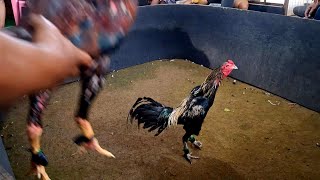 Download lagu SELEKSI ABAR PERDANA AYAM MANGON MUDA USIA 7 BULAN #hobiayam #ayamviral #ayambangkok #rooster  mp3