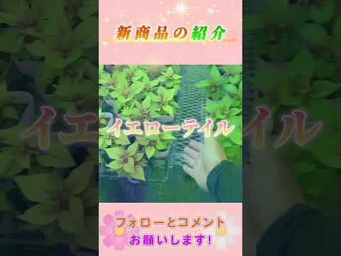 カンガルーワイン 植物