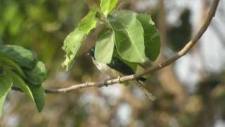 preview picture of video 'Coucou de Klaas Chrysococcyx klaas Klaas's Cuckoo'