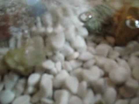 water at allmendingen.avi