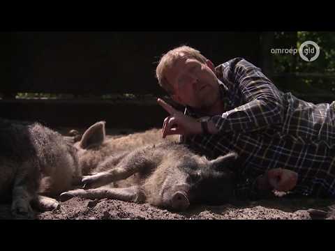 Deze 'stadsvarkens' lopen het hele jaar vrij buiten - BuitenGewoon