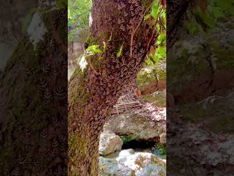 If happines is a butterfly, then this is the happiest place in the world! #rhodos #greece #butterfly
