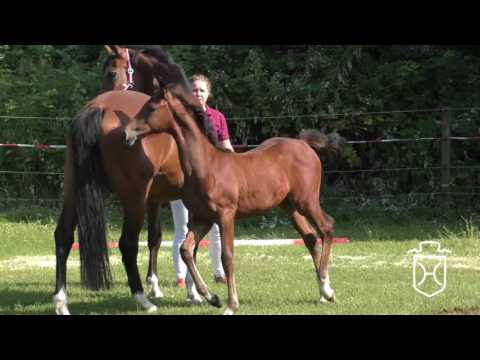 ODRZ064 Hengstfohlen von Contendro I - Caretino - Landgraf I