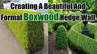 Creating a Beautiful and Formal Boxwood Hedge Wall | Boxwood Care