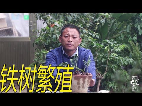 墨西哥鐵樹繁殖