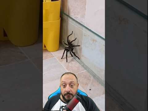 Giant spider #animals #snake #kingcobra