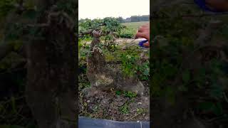 Download lagu Serut Arya Dwi Pangga yg Terabaikan mp3