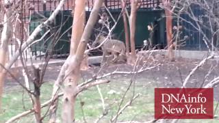 Wild Coyote Caught After Running Through Park in Chelsea