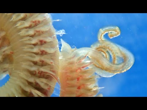 Vídeo de Malacoceros fuliginosus