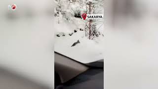 Beyaz Örtü Üzerinde Tatlı Karşılaşma Karaca Yola İndi