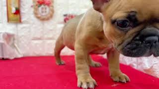フレンチブルドッグの動画01
