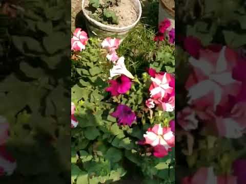 #shorts | #youtubeshorts  | Srivalli | Flowers | @Tanushree Mukherjee