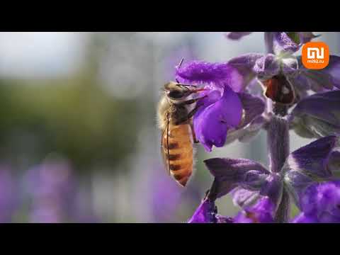 Видео, снятое на Xiaomi 13 Pro