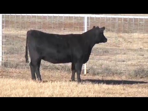 Lot 71, G A R Sure Fire 894
