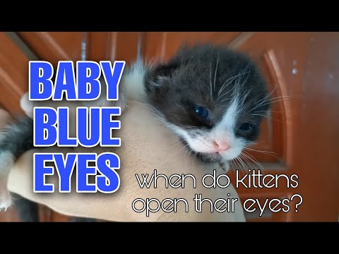 WHEN DO KITTENS OPEN THEIR EYES | KITTEN VISION || BLUE EYES ||| caTV