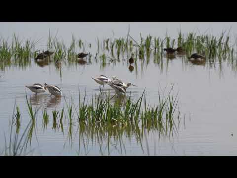 Birding Summer Lake Wildlife Area (July 2023)