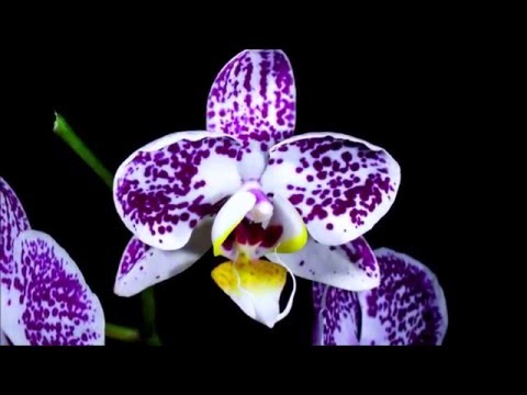 8 marca- Dzień Kobiet