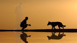 Communiquer avec les animaux : L'enseignement de Saint François d'Assise