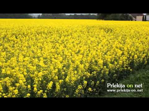 Rumena prleška polja