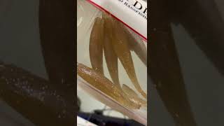 樫内利政 撮影　新色が出ました