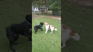 Video preview image #1 Mutt Puppy For Sale in Calhoun, GA, USA