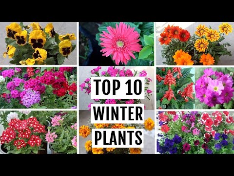 TOP 10 Winter Flowering Plants for Beginner Gardeners