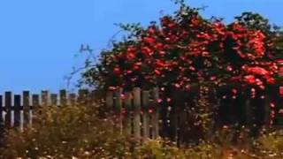 Outrageous Cherry - Easy Come, Uneasy Glow