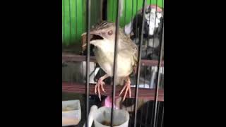 Download lagu Masteran ciblek gunung gacor mp3 Download lagu Masteran ciblek gunung gacor mp3